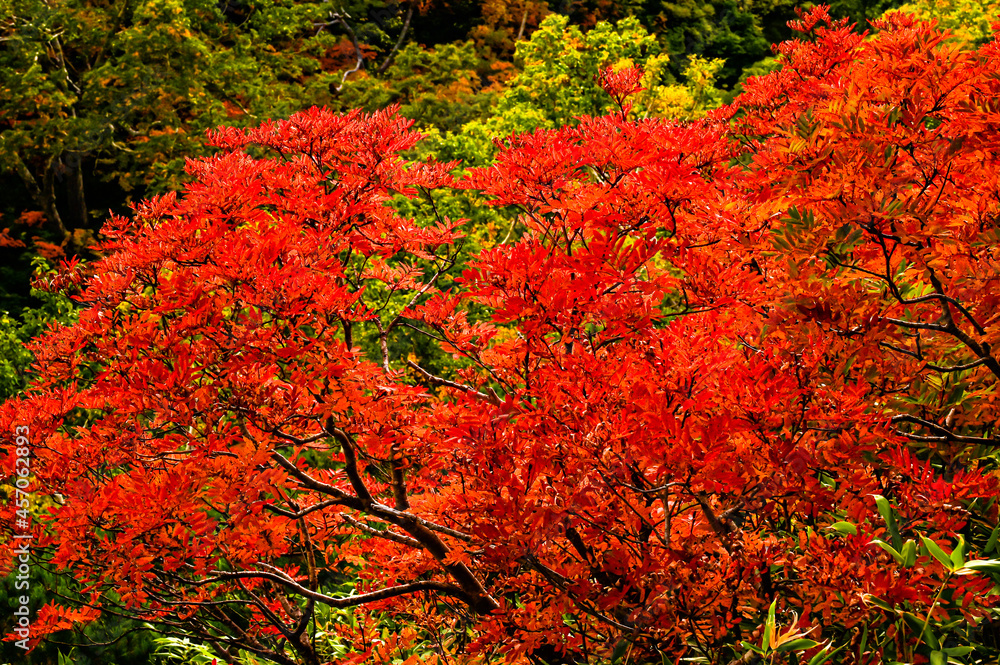 Autumn leaves in hokkaido sounkyo kurodake Autumn leaves in hokkaido sounkyo kurodake