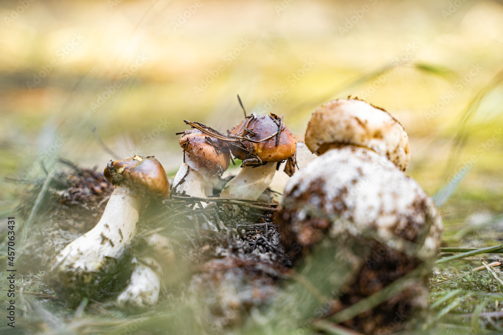 Survival skill in great outdoors. Group of boletus mushroom. Closeness to the nature. hiking and mushroom picking. Survival skill in great outdoors. Group of boletus mushroom. Closeness to the nature. hiking and mushroom picking.