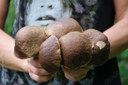 person holding mushrooms