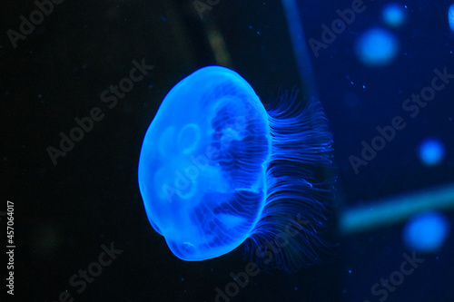 A blue translucent glowing jellyfish Aurelia aurita floating under dark black water in aquarium. Sea creatures. Inhabits coastal waters of temperate and tropical seas  Mediterranean Sea. Wild animals.
