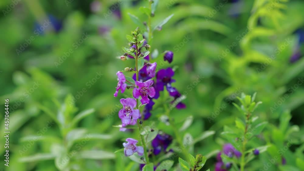 Pansy violet-purple flowers blooming in the garden. Pansy violet-purple flowers blooming in the garden.