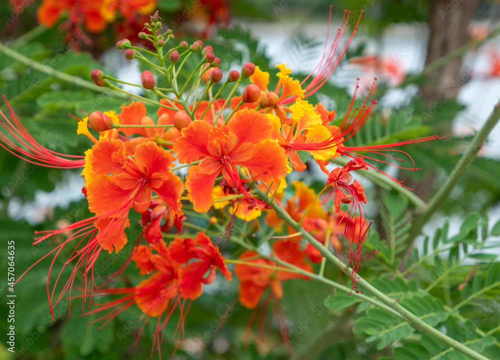 Orange and yellow fabaceae blooms in a downtown Bangkok Park Orange and yellow fabaceae blooms in a downtown Bangkok Park