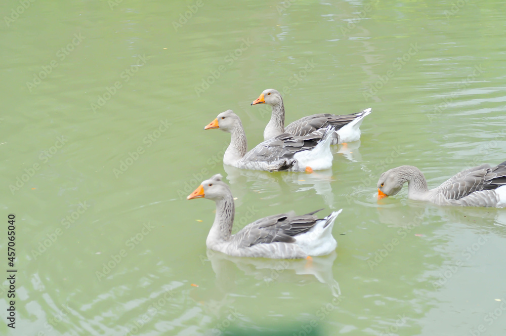 Obraz premium swimming ducks, duck or ducks