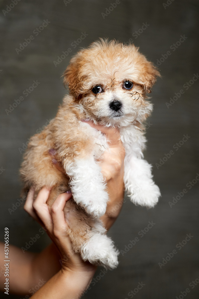 Maltipoo puppy. Adorable Maltese and Poodle mix Puppy in women hands on gray background