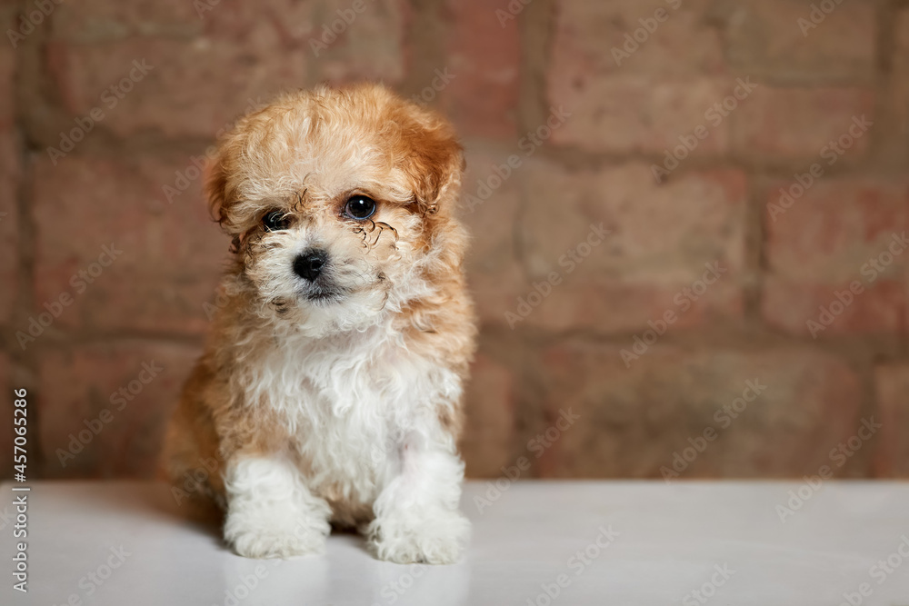 Maltipoo puppy. Adorable Maltese and Poodle mix Puppy on a brick background