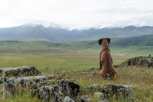 Bilde på lerret A Rhodesian Ridgeback sits on top of a mountain and looks at a beautiful mountain landscape