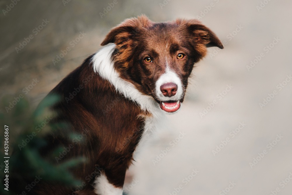 Dog portrait. Border Collie puppy dog looking at the camera.