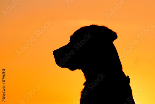 Photography silhouette of a dog