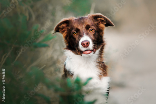 Dog portrait. Border Collie puppy dog looking at the camera.