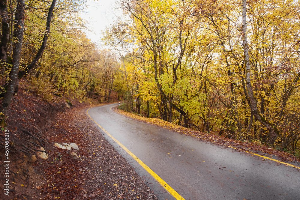 landscape autumn season in rainy day Travel and yellow leaves. Transportation. Empty highway in foggy woodland. Fall Road Trip