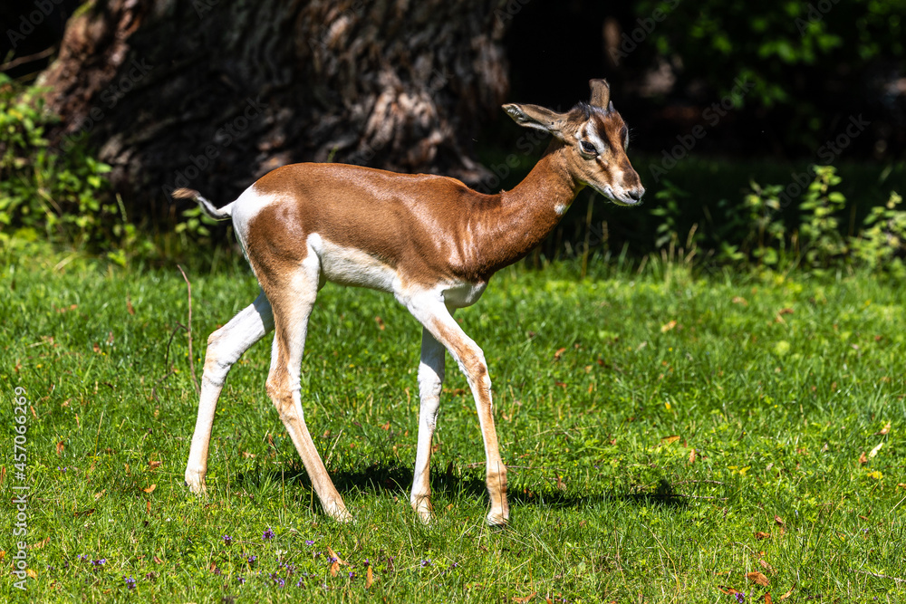 Dama gazelle, Gazella dama mhorr or mhorr gazelle is a species of gazelle Dama gazelle, Gazella dama mhorr or mhorr gazelle is a species of gazelle