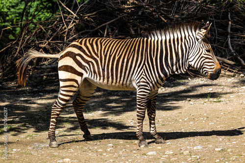 Hartmann s Mountain Zebra  Equus zebra hartmannae. An endangered zebra