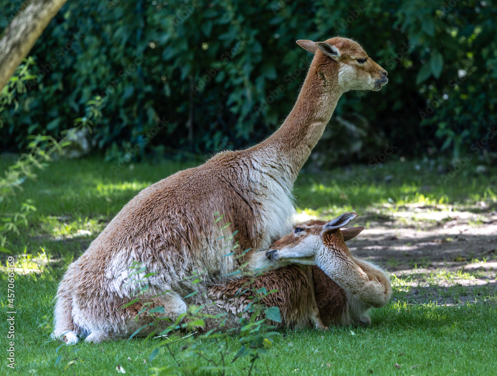 Fototapeta premium Mating Vicunas, Vicugna Vicugna, relatives of the llama in a German park