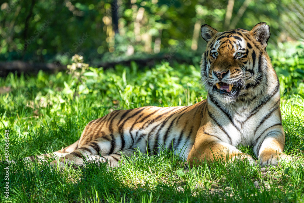 Fototapeta premium The Siberian tiger,Panthera tigris altaica in a park