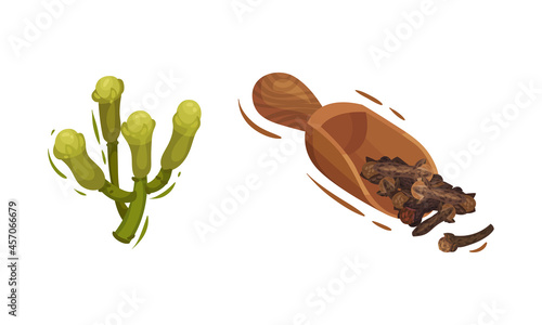 Dried Clove Condiment in Scoop and Green Flower Bud Vector Set