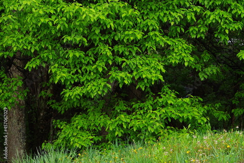 Fototapeta Naklejka Na Ścianę i Meble -  Green leaves hanging at the entrance of the forest