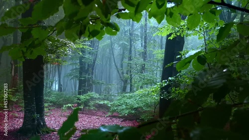 Close up view through the leaves into a foggy forest. Creepy Halloween location
