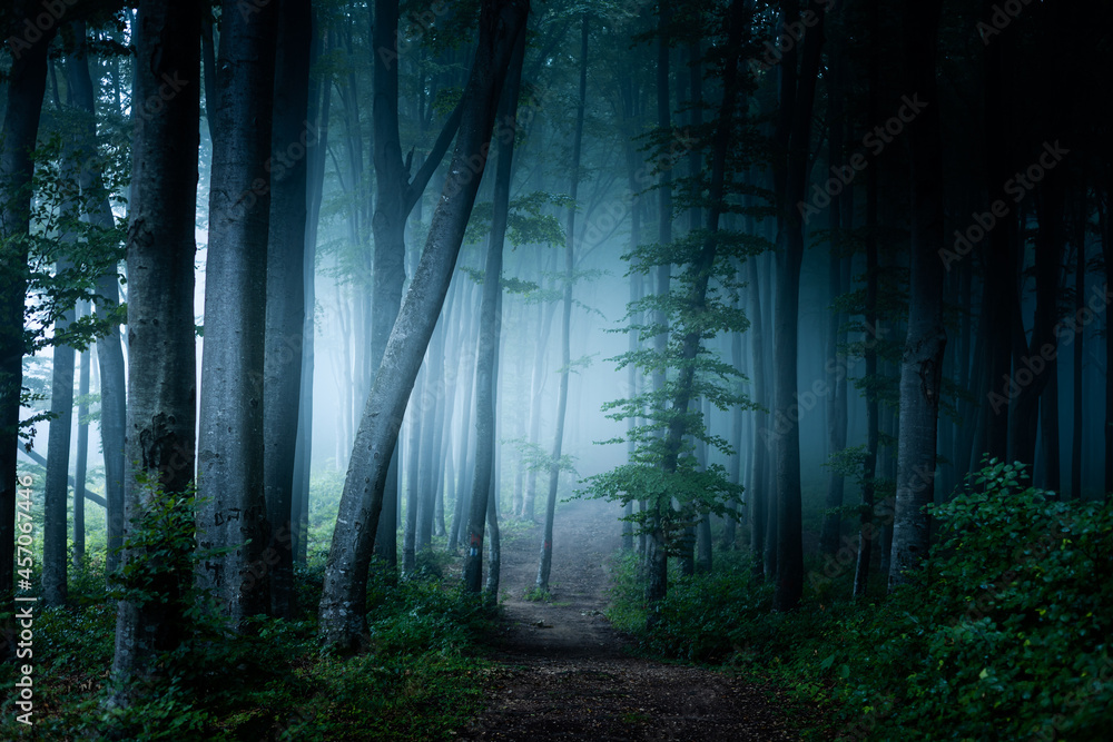Spooky trail in dark foggy forest. Creepy woods for Halloween