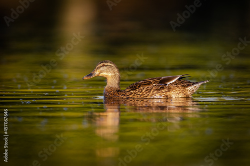 mullard duck, wild duck, wildlife duck,