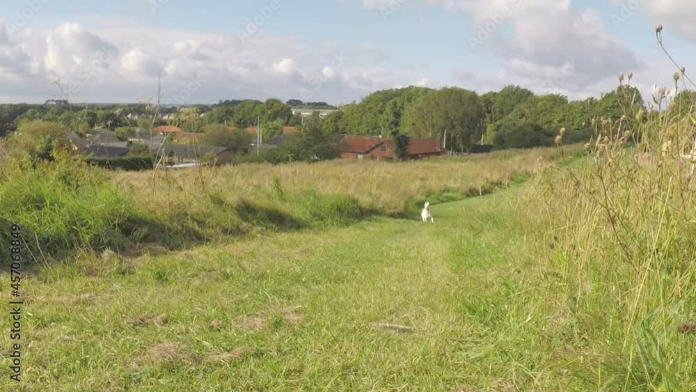 White whippet dog fetches an orange ball in a field in urban surroundings. White whippet dog fetches an orange ball in a field in urban surroundings.