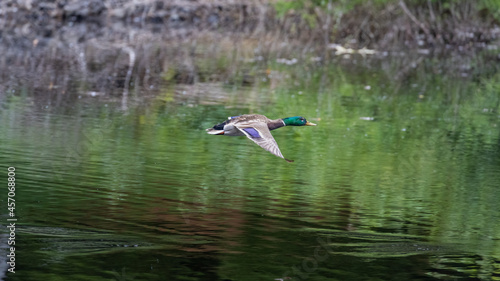 male mallard duck flying low over green water