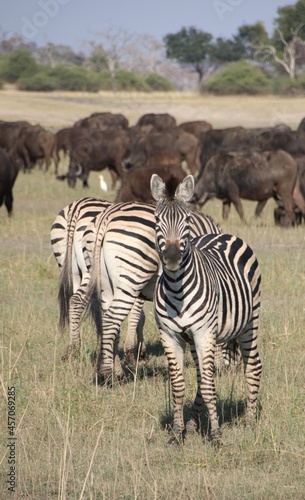 Zebra grazing in the grassland with a herd of buffalo grazing behind them