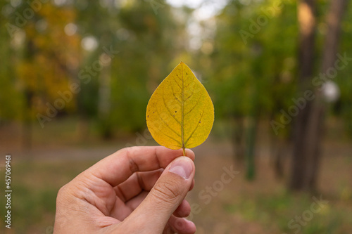Hand holding autumn leaf