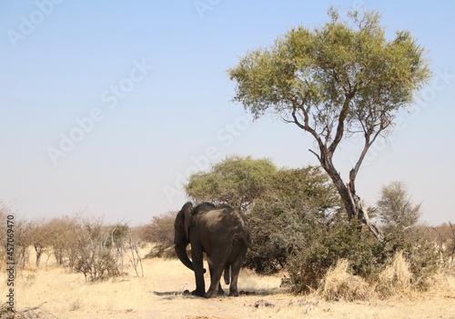 Elephant resting under the shade of an african tree