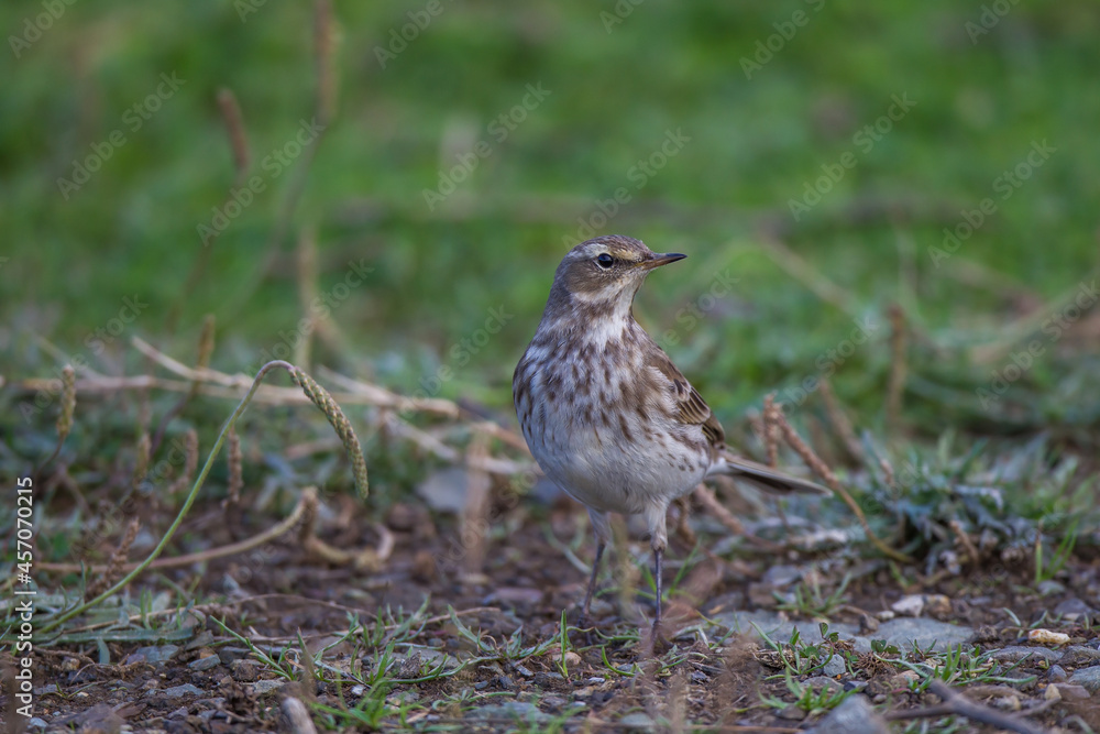 Front profile view of water fig (Anthus spinoletta) walking on grass. Front profile view of water fig (Anthus spinoletta) walking on grass.