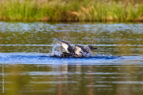 Red-throated loon splashing with the wings in the water