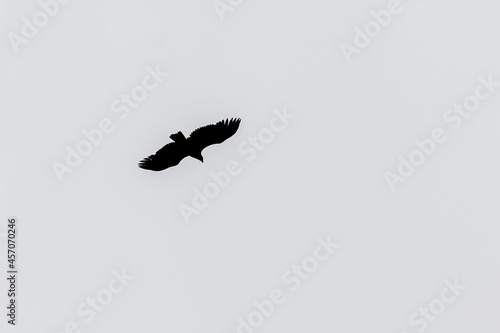 White-tailed eagle in silhouette at the sky photo