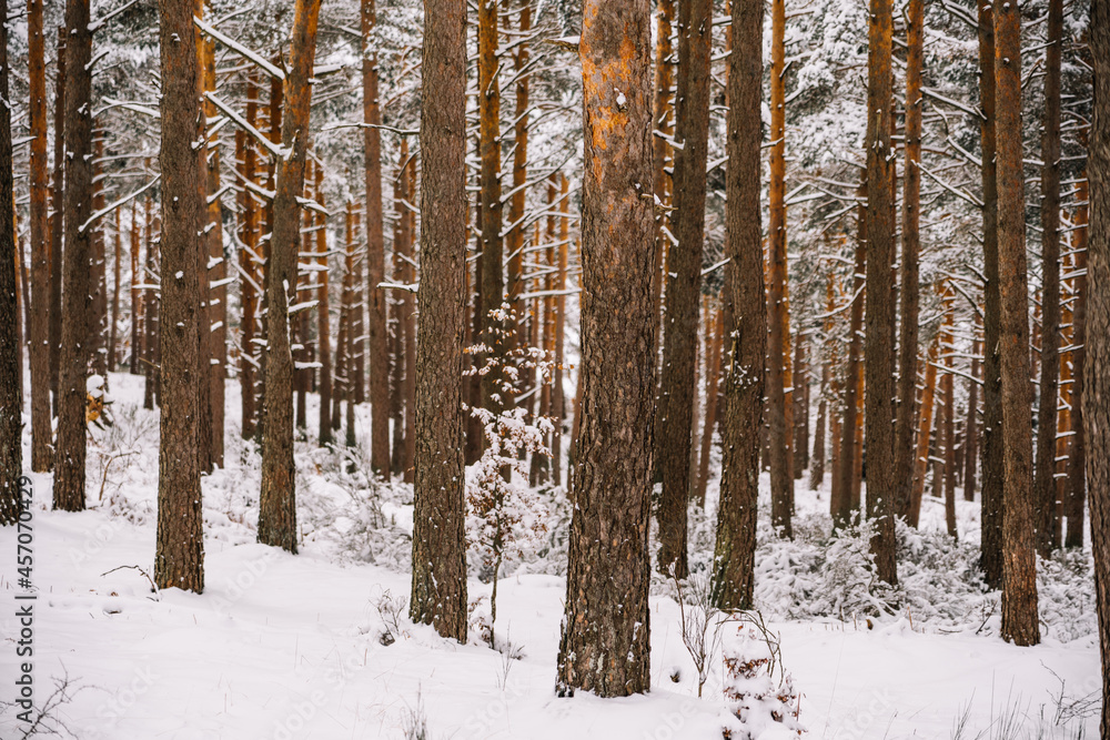 Coniferous trees covered with snow in winter forest Coniferous trees covered with snow in winter forest
