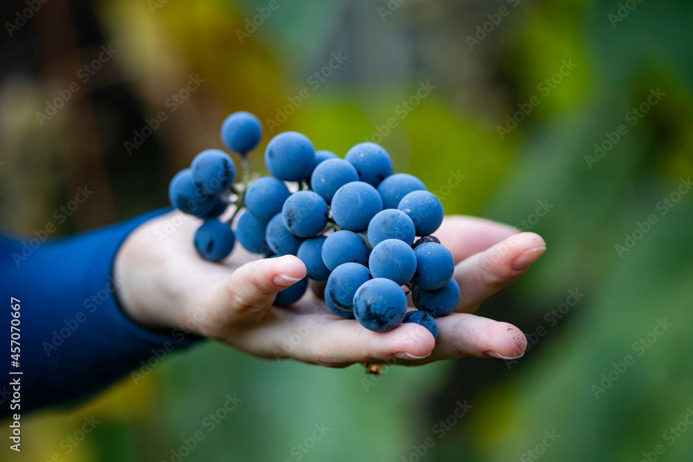 Ripe red grapes on a female hand against a background of greenery Ripe red grapes on a female hand against a background of greenery
