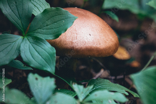 Brown mushroom in Pointe aux Outardes Nature Park, in Quebec region of Cote Nord, Canada photo
