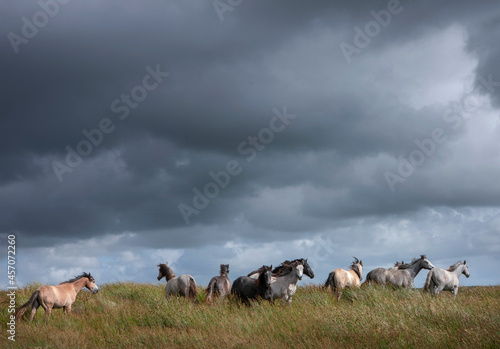 Wild horses in meadow. Flock of horses. West Ireland.  © A