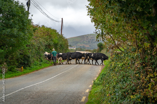 Caws passing the road with green dense trees on gloomy day photo