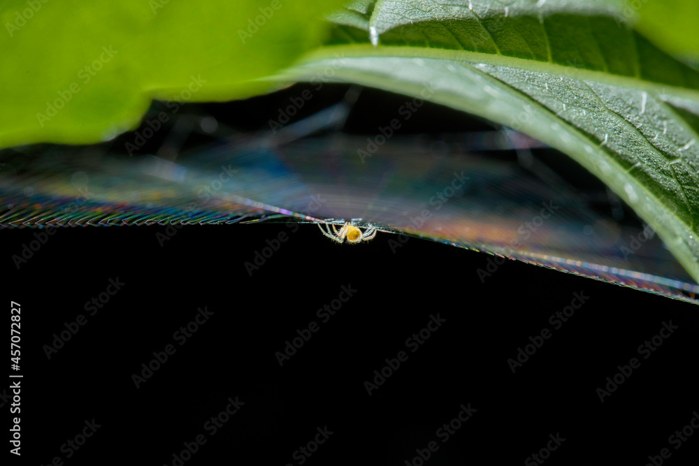 little yellow spider on the web little yellow spider on the web