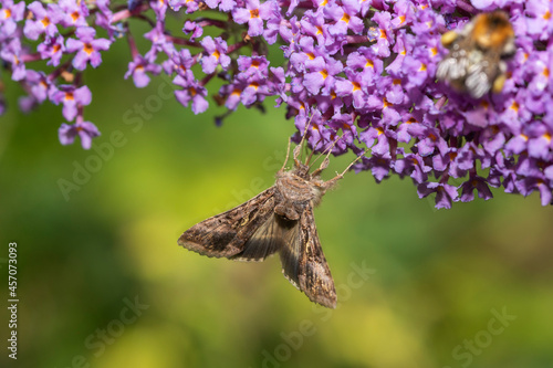 Gammaeule an Sommerflieder photo