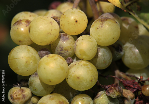 Detail of Plasmopara viticola, Mildew a plant disease on white grapes causing a lot of damage and brown leathery grapes, hanging on the vine in bright sunshine in the vinyard. photo