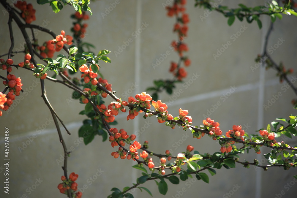 Flowering bent branches of quince. High quality photo