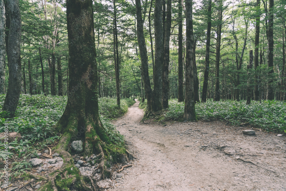 Fototapeta premium 上高地