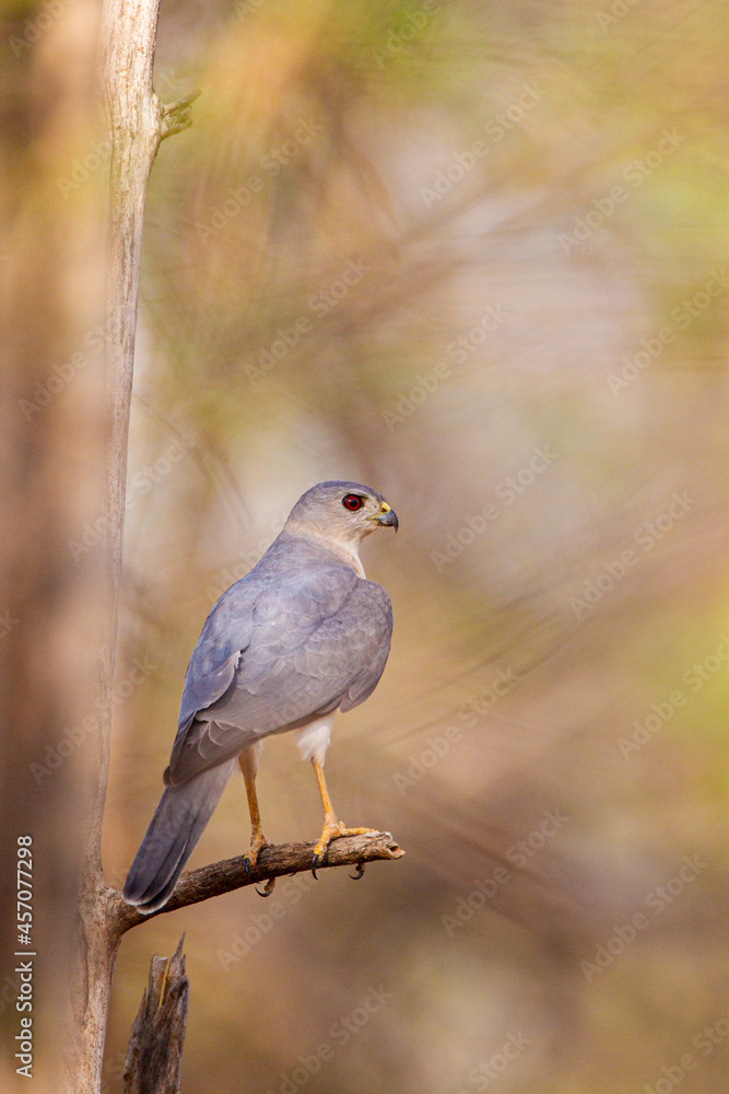 Shikra waits patiently on a branch for prey to move below its feet in India Shikra waits patiently on a branch for prey to move below its feet in India