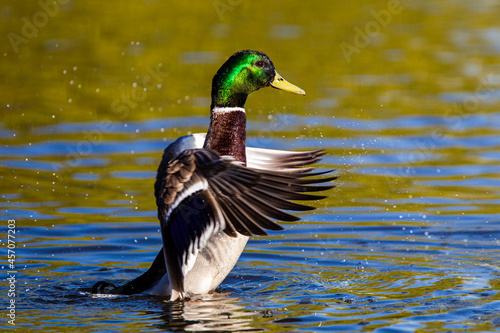 Billede på lærred Male mallard duck flapping to take off and fly away in London, UK