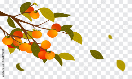 Persimmon branch with leaves falling Vector illustration. Autumn tree on transparent background.