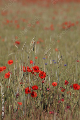 barley field with poppies