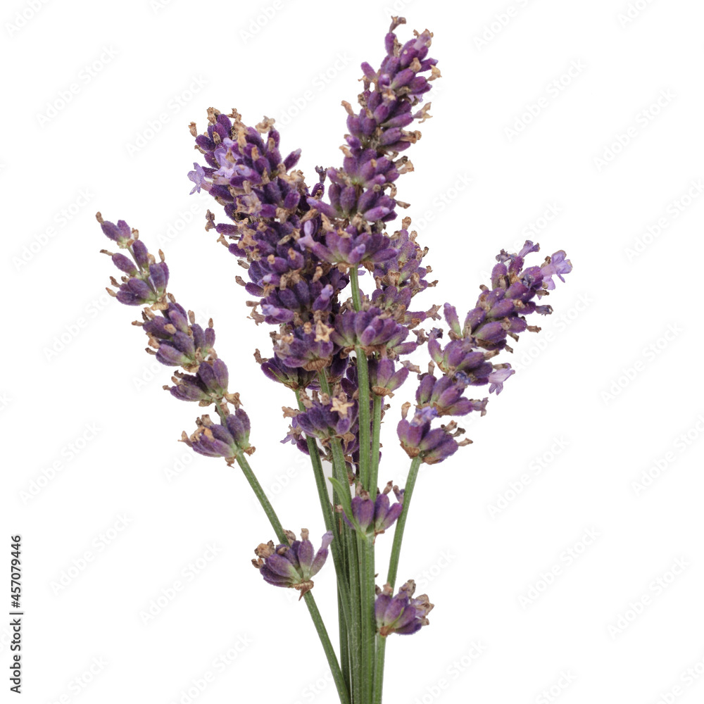 Obraz premium Bunch of Lavender flowers on a white background. Dried flower.