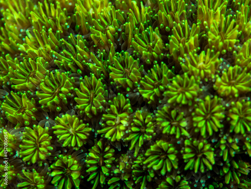 久米島 サンゴ 緑 サンゴ礁 沖縄 旅行 観光 海 魚 ダイビング 珊瑚