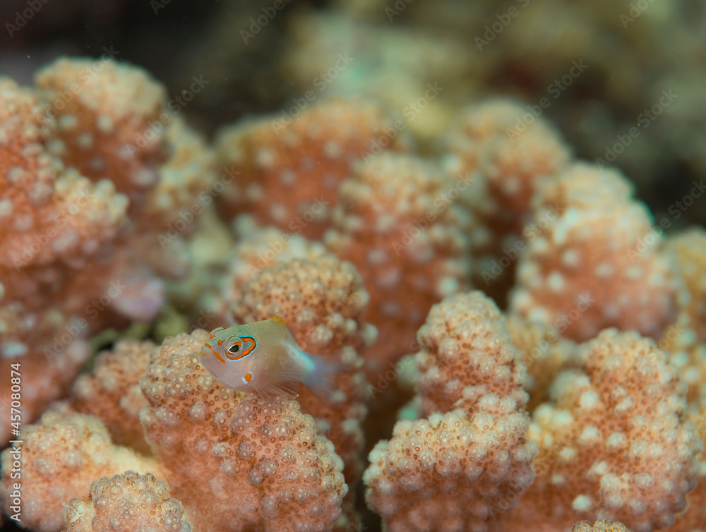 Fototapeta premium 久米島 サンゴ サンゴ礁 沖縄 旅行 観光 海 魚 メガネゴンベ ダイビング 珊瑚