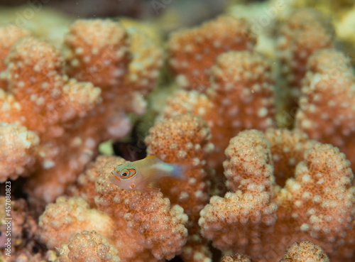 久米島 サンゴ サンゴ礁 沖縄 旅行 観光 海 魚 ダイビング 珊瑚 メガネゴンベ
