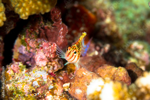 サラサゴンベ 久米島 サンゴ サンゴ礁 沖縄 旅行 観光 海 魚 ダイビング 珊瑚